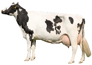 Holstein Friesian Female
