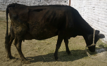 crossbred cattle pakistani
