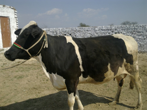 crossbred cow pakistani