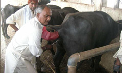 artificial insemination in dairy animal