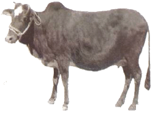 Achai Cattle - Female