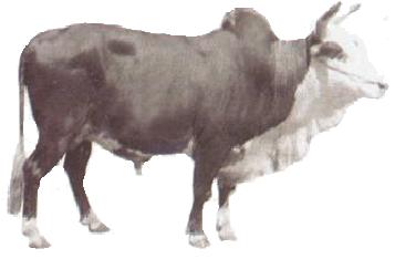Achai Cattle - Male