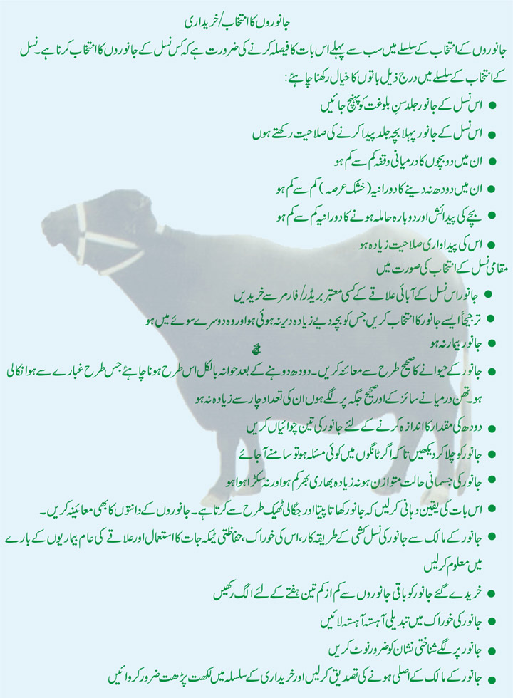 Pak Dairy Info Urdu - Selection of Dairy Animals