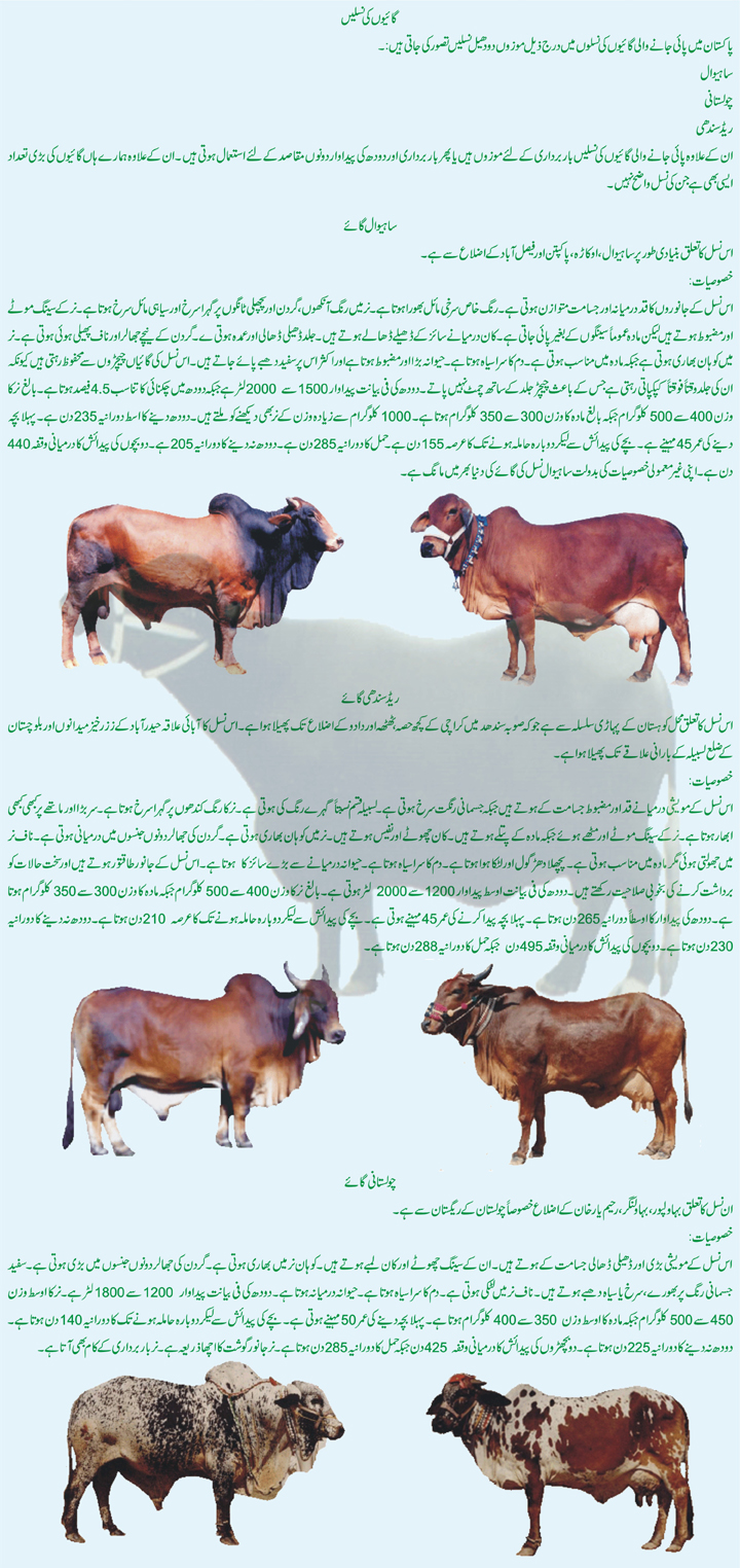 Information On Animals