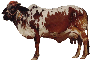 cholistani cattle female