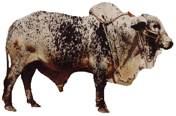 cholostani cattle male