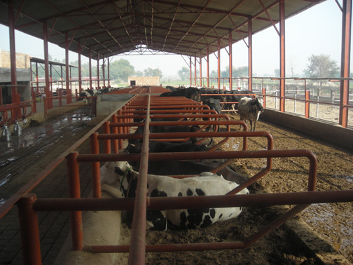dairy farm in Faisalabad