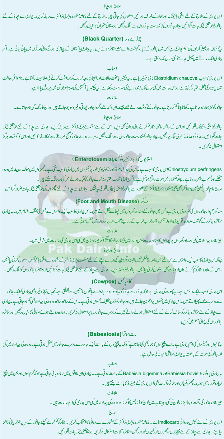 Pak Dairy Info Urdu Health of Dairy Animals