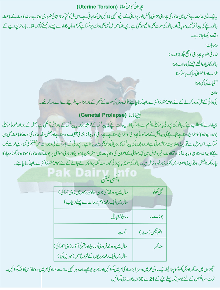 Pak Dairy Info Urdu Health of Dairy Animals