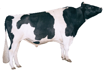 Holstien Friesian Male