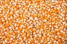 maize grains