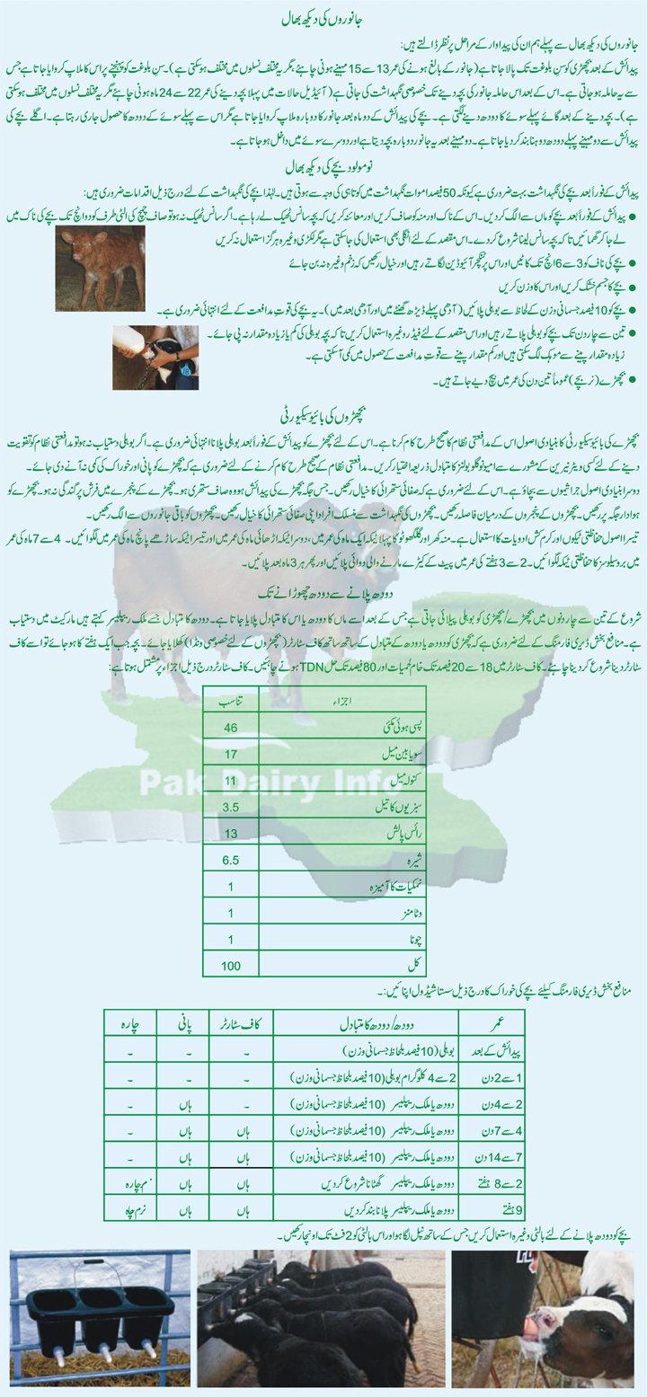 Pak Dairy Info Urdu Management of Dairy Animals