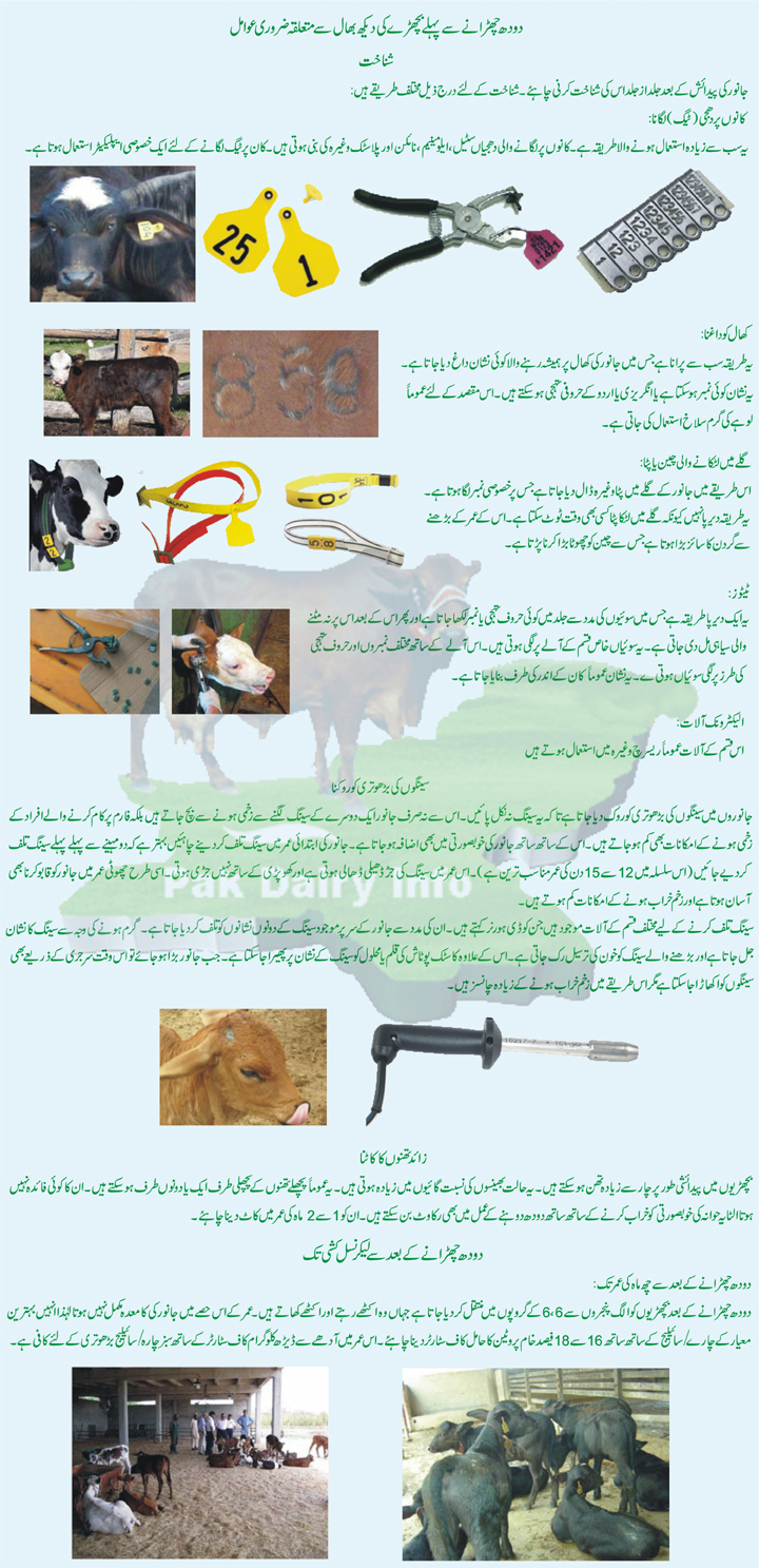 Pak Dairy Info Urdu Management of Dairy Animals