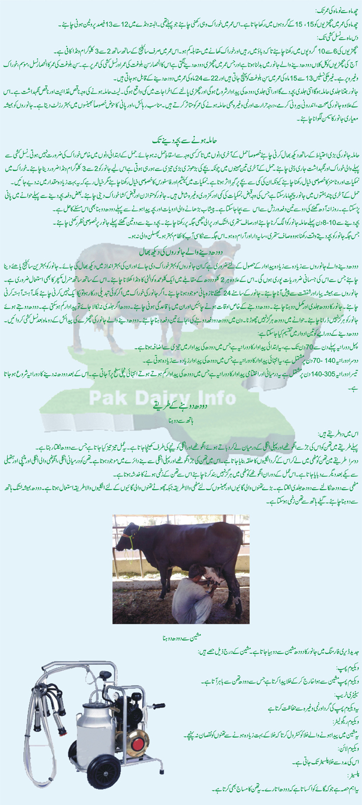 Pak Dairy Info Urdu Management of Dairy Animals