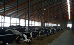 Total Mixed Ration TMR