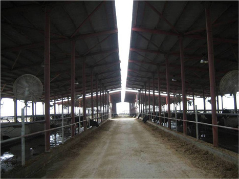 dairy farm in Kasur