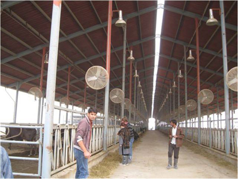 sweet water dairy farm okara 1000 cows dairy shed in