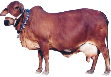 sahiwal cow - Red gold of Pakistan