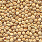 sorghum grains