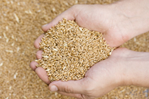wheat grains