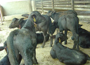 housing of calf after weaning