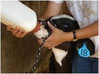 colostrum feeding to calf with bottle