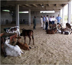 calf housing after weaning